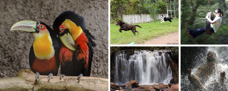 montagem com fotos de natureza - cachoeira, tucano, mulher em pneu e cachorros montagem com fotos de natureza - cachoeira, tucano, mulher em pneu e cachorros
