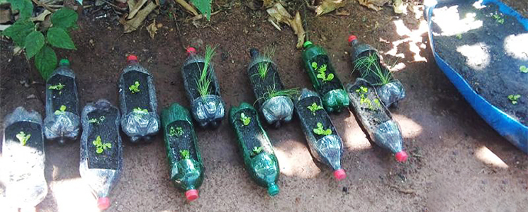 Horta feita com garrrafas de plástico Horta feita com garrrafas de plástico