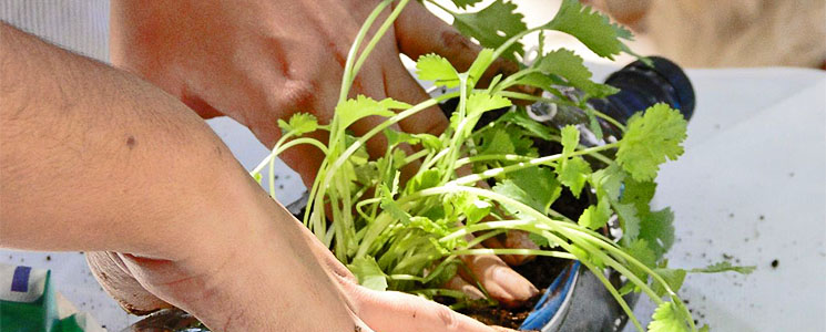 Mãos plantam muda em garrafa pet Mãos plantam muda em garrafa pet