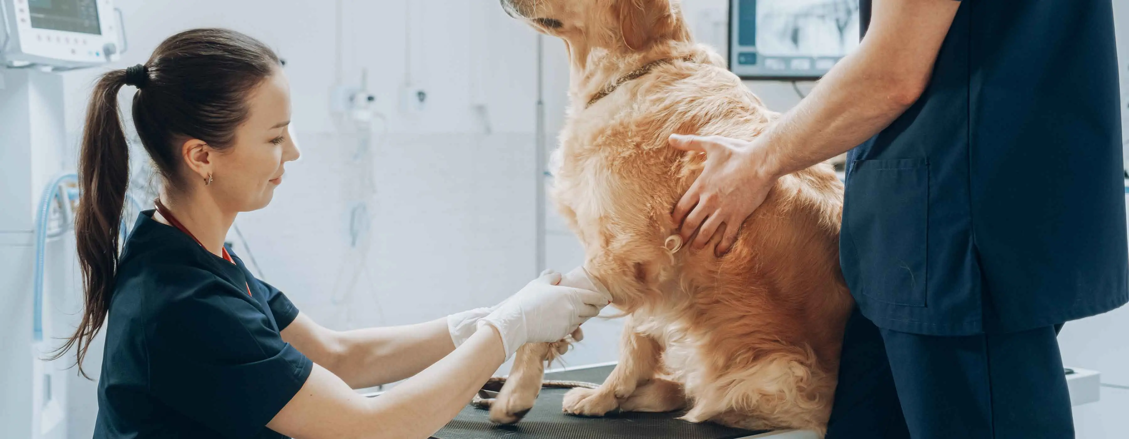 Foto de uma mulher enfaixando a pata de um cachorro enquanto um homem o segura.
