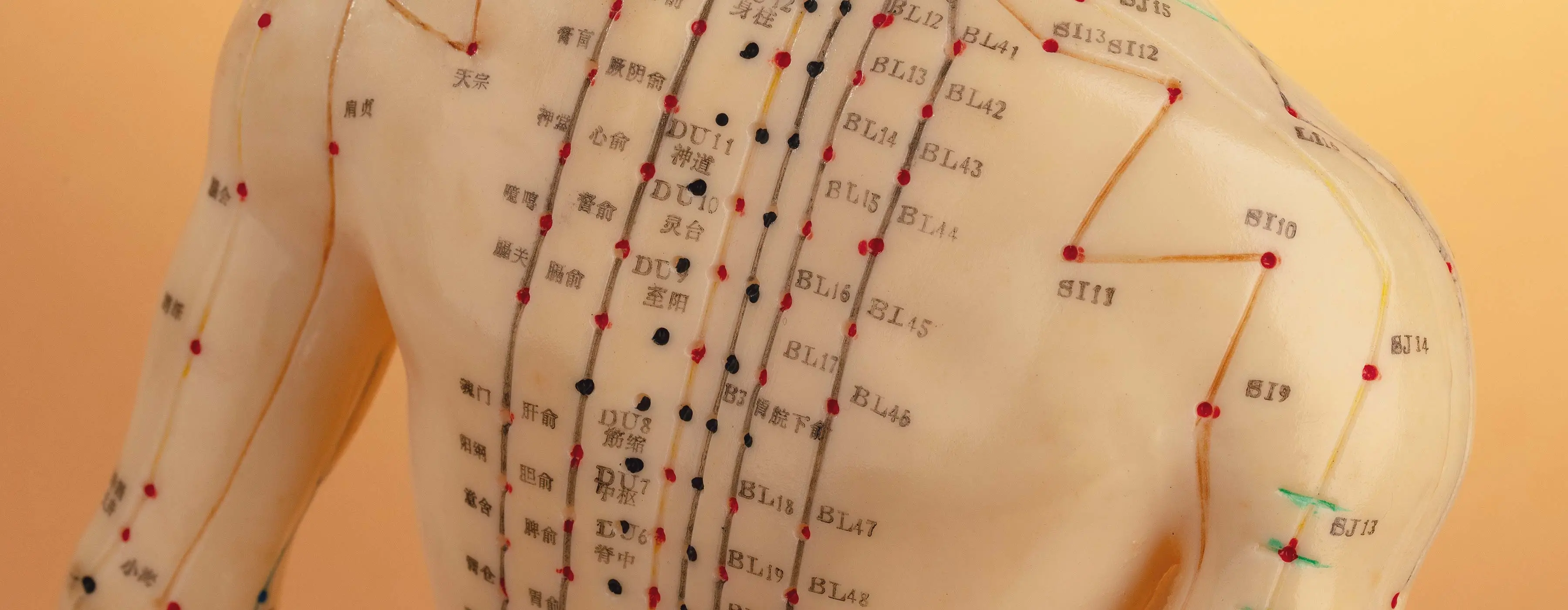 Foto em close das costas de um boneco de corpo humano em miniatura com os pontos da acupuntura.