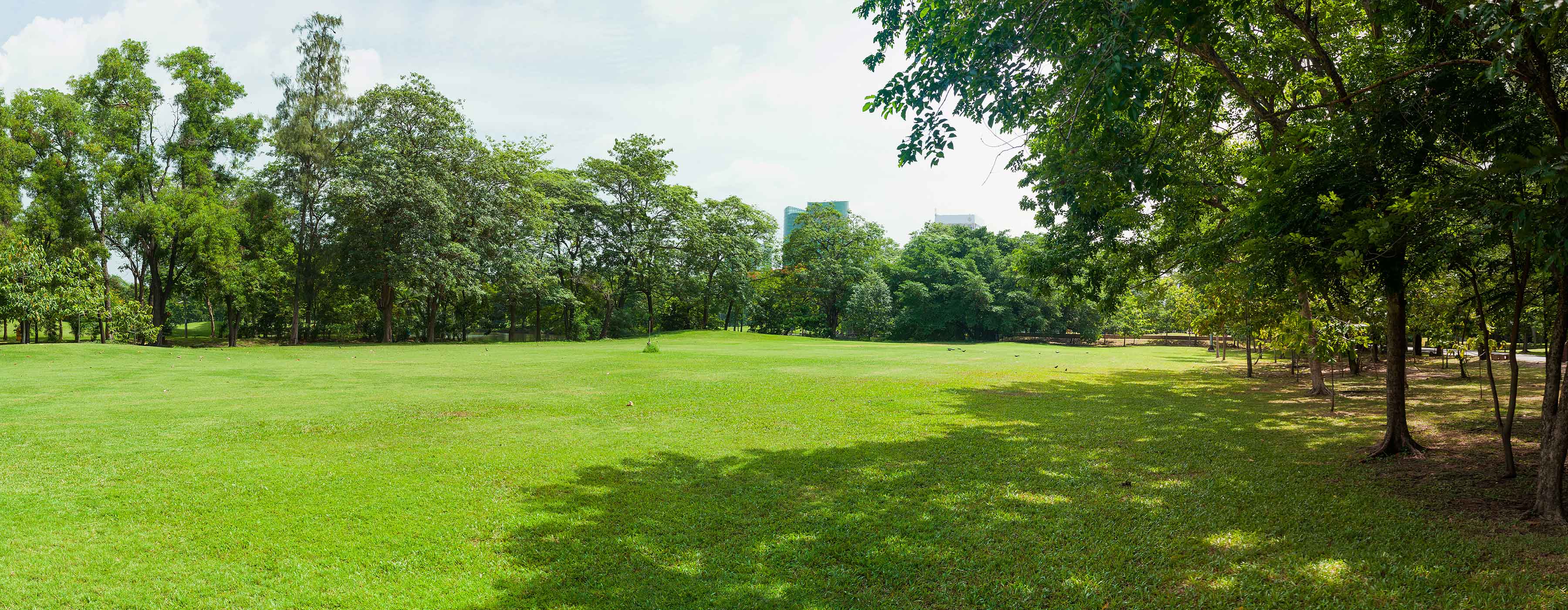 Foto de um espaço ao ar livre arborizado.