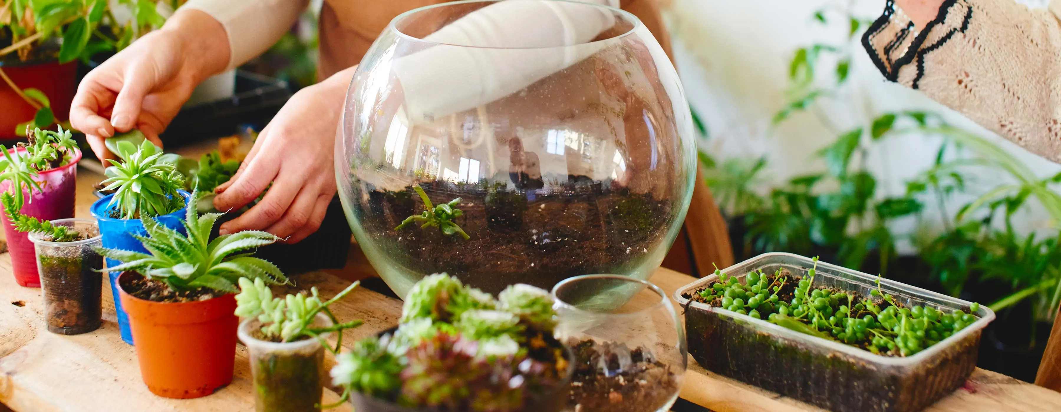 Foto em close de algumas plantinhas de diversas espécies plantadas em diferentes vasos em cima de uma mesa, que também tem no centro um vaso redondo de vidro e detalhe para as mãos de uma pessoa podando uma das plantinhas.