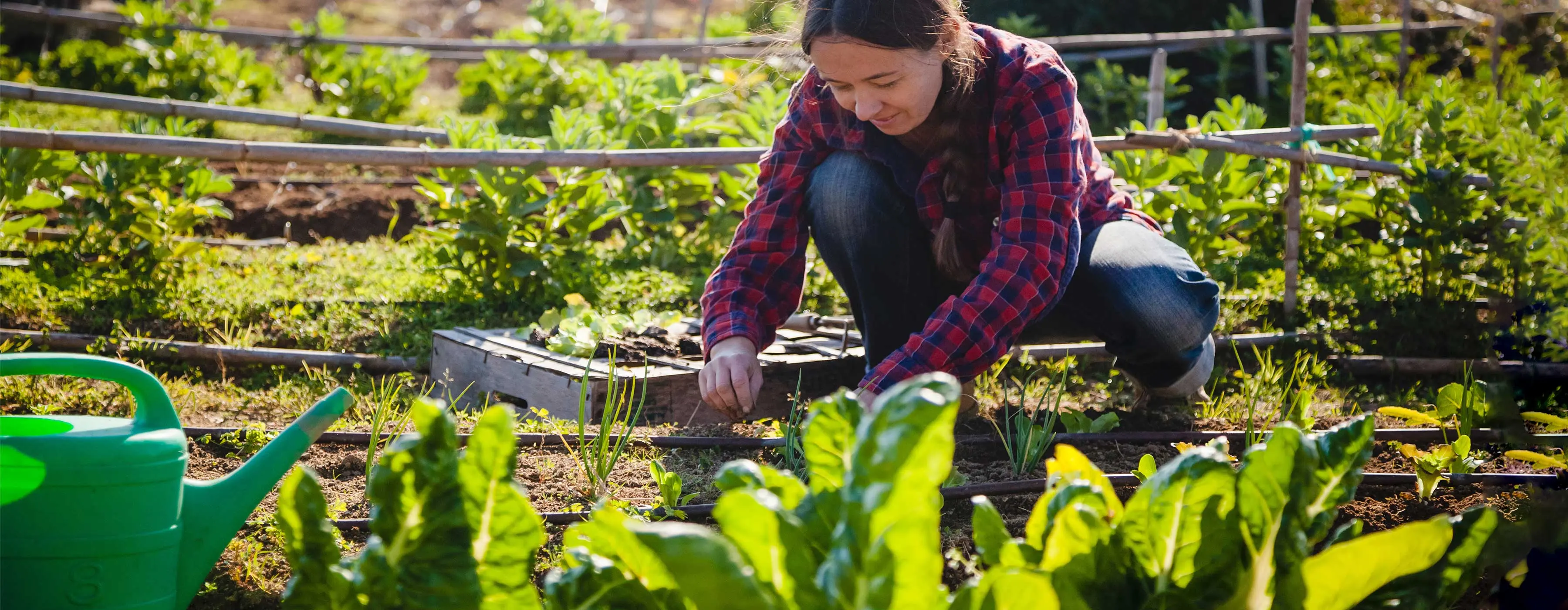Foto de uma mulher plantando em horta.