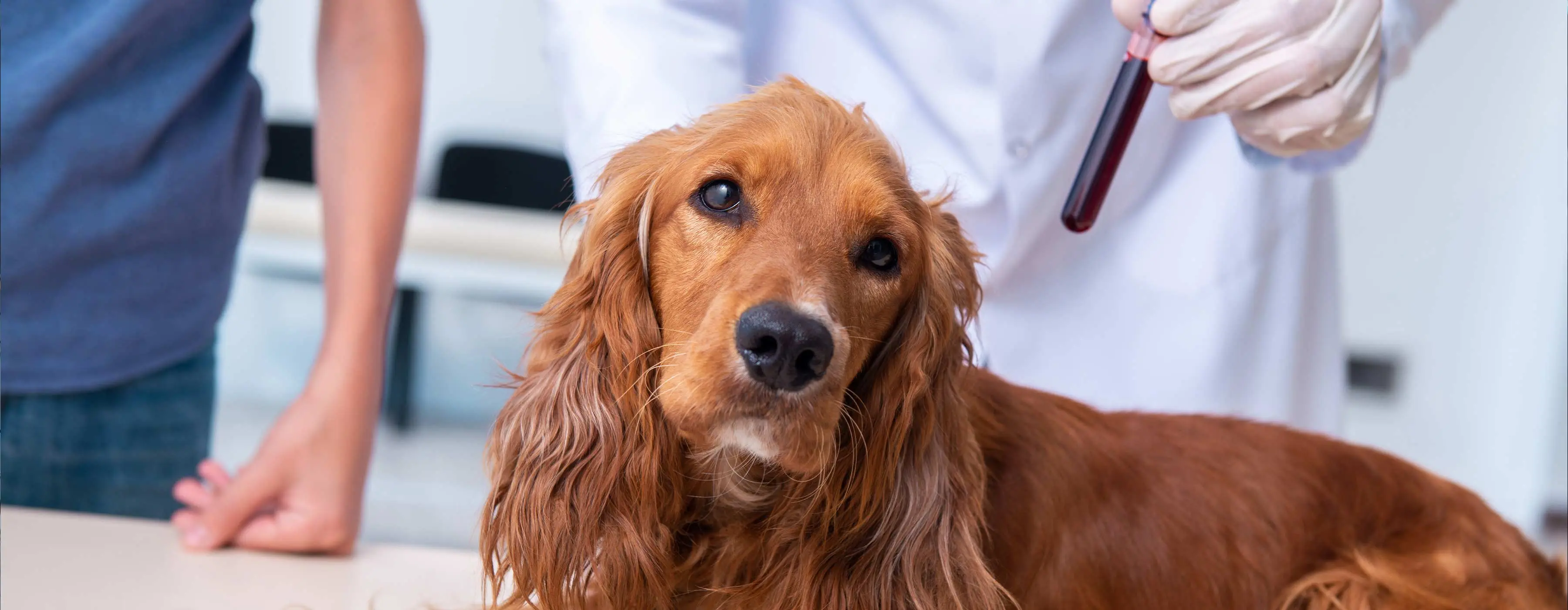Foto de cachorro com pelo caramelo olhando para câmera. Ao fundo, cloase da mão de um profissional da saúda segurando um tubo de sangue