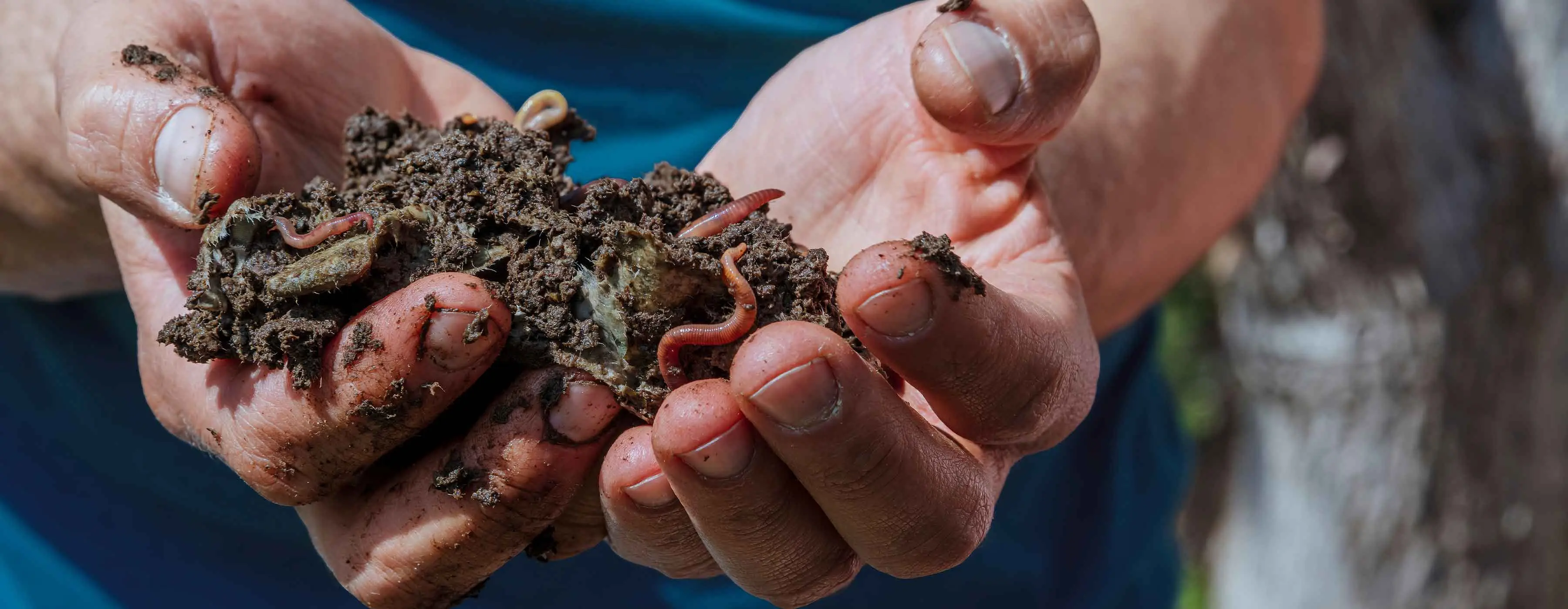a imagem mostra minhocas envolvidas na terra sob as mãos de uma pessoa