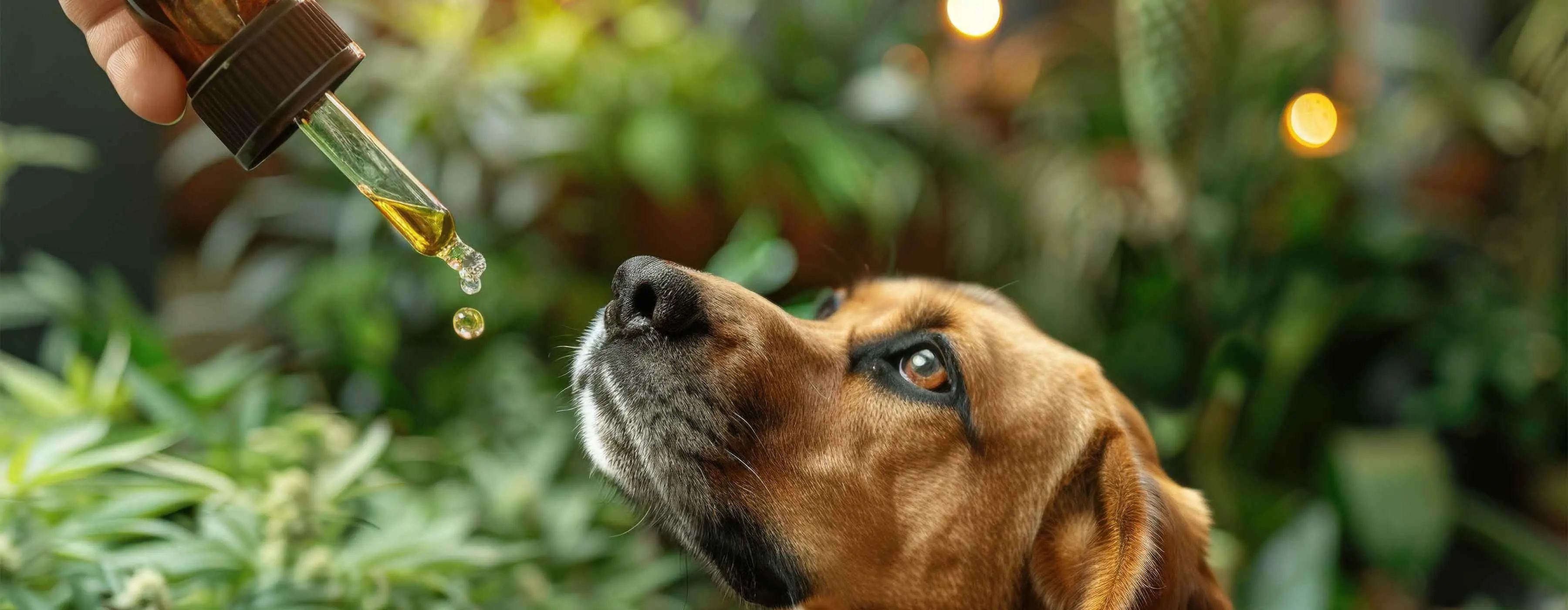 Imagem de um cachorro olhando para um conta-gotas.
