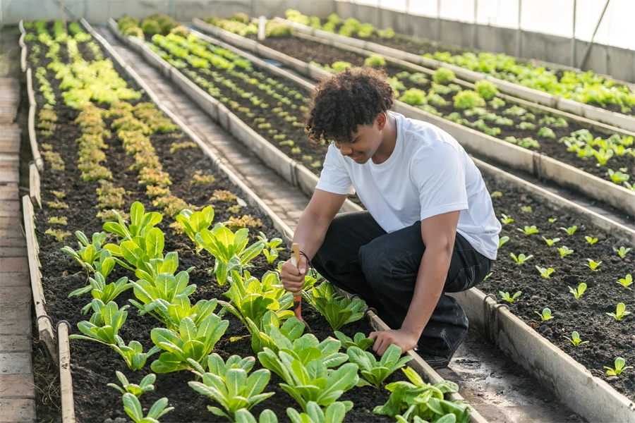 Imagem: em uma horta de estufa um menino adolescente se agacha para cuidar das mudas plantadas.