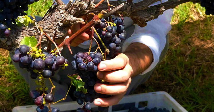 Aluno de Tecnologia em Gastronomia colhe cacho de uva durante atividade em vinícola Aluno de Tecnologia em Gastronomia colhe cacho de uva durante atividade em vinícola